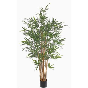 Bambù artificiale LUCINE, tronchi veri, zona trasversale, 170cm Bambù artificiale LUCINE, tronchi veri, zona trasversale, 170cm