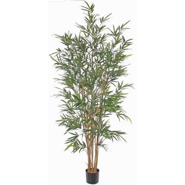 Bambù artificiale LUCINE, tronchi veri, zona trasversale, 195cm Bambù artificiale LUCINE, tronchi veri, zona trasversale, 195cm