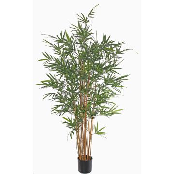 Bambù artificiale LUCINE, tronchi veri, zona trasversale, 230cm Bambù artificiale LUCINE, tronchi veri, zona trasversale, 230cm