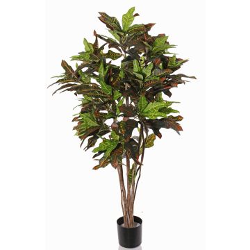 Croton artificiale SHAULA, tronco naturale, verde-rosso, 150cm