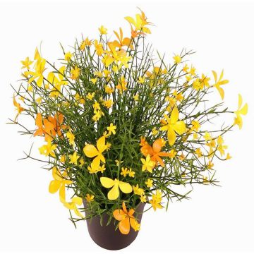 Fiore decorativo Impatiens GISINDA in vaso decorativo, giallo-arancione, 25cm Fiore decorativo Impatiens GISINDA in vaso decorativo, giallo-arancione, 25cm