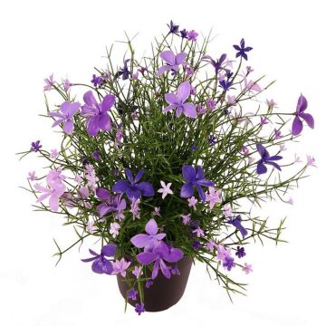 Fiore decorativo Impatiens GISINDA in vaso decorativo, viola scuro, 25 cm