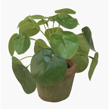 Pilea peperomioides finto SYBIL in vaso di terracotta, verde, 13cm