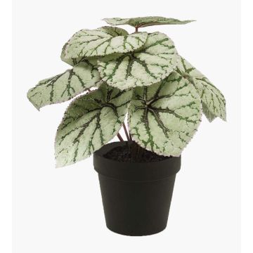 Begonia rex finta MEIRA, verde-grigio, 25cm