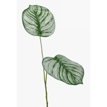 Ramo artificiale di calathea orbifolia TAMARIU, verde-bianco, 50cm