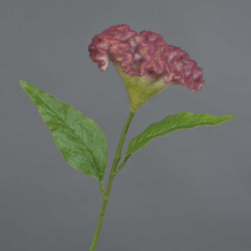 Celosia finta ANUBIS, rosa, 60cm, Ø13cm