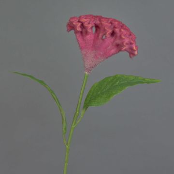 Celosia finta ANUBIS, rosso scuro, 60cm, Ø13cm