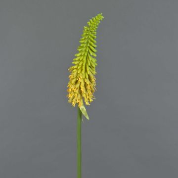 Kniphofia finta MUNDAKA, giallo, 85cm