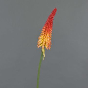 Kniphofia finta MUNDAKA, rosso-arancione, 85cm