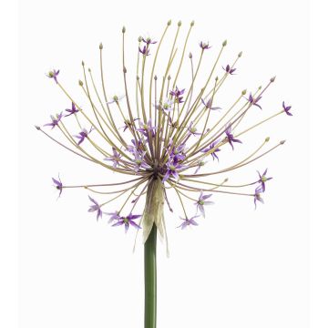 Allium decorativo GETARIA, lilla, 105cm Allium decorativo GETARIA, lilla, 105cm