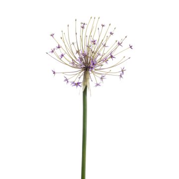 Allium decorativo GETARIA, lilla, 105cm