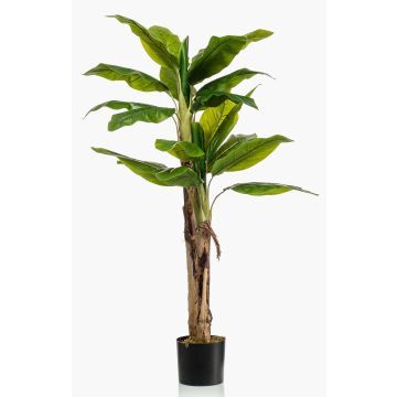 Banano decorativo Duo ENTRIN, 140cm Banano decorativo Duo ENTRIN, 140cm