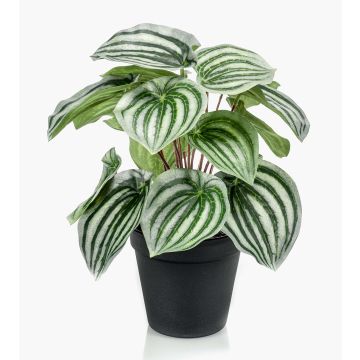 Peperomie artificiale KEPANO, verde-bianco, 25cm