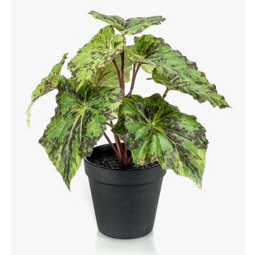 Begonia rex finta MEIRA, verde-nero, 25cm