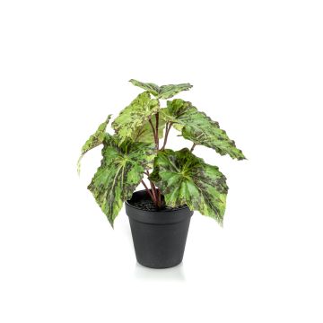 Begonia rex finta MEIRA, verde-nero, 25cm
