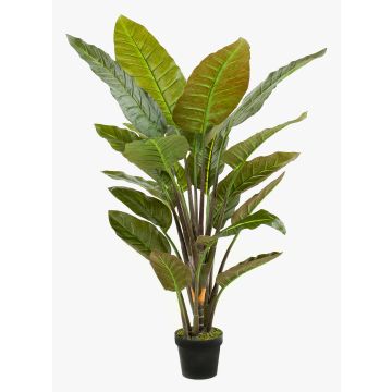 Strelitzia finta RIBERA, verde, 135cm
