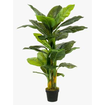 Spathiphyllum finto SIERO, verde, 130cm