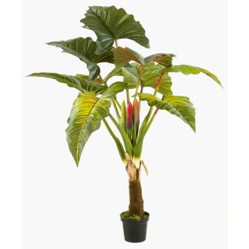 Colocasia finta SOTU, verde, 160cm