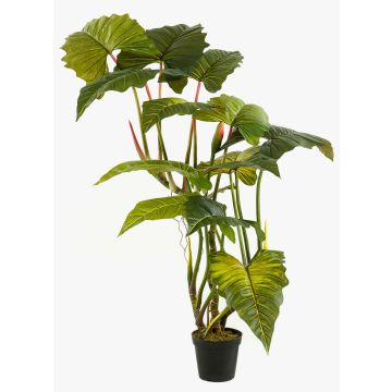 Colocasia finta SOTU, verde, 175cm