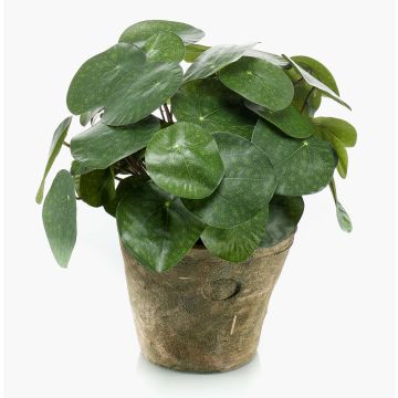 Pilea peperomioides finta SYBIL in vaso di terracotta, verde, 22cm