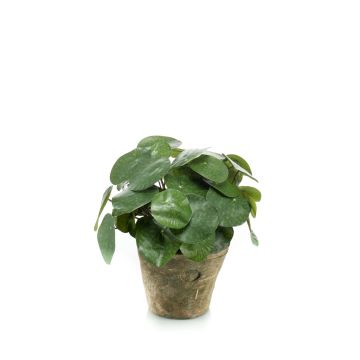 Pilea peperomioides finta SYBIL in vaso di terracotta, verde, 22cm