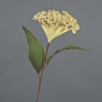 Celosia finta BONARES, beige, 60cm