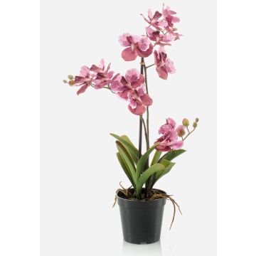 Orchidea vanda finta CAMPO, rosa-fuchsia, 60cm Orchidea vanda finta CAMPO, rosa-fuchsia, 60cm