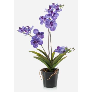 Orchidea vanda finta CAMPO, viola, 60cm Orchidea vanda finta CAMPO, viola, 60cm