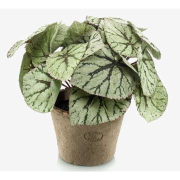 Begonia rex finta MEIRA in vaso di terracotta, folto, verde-grigio, 25cm