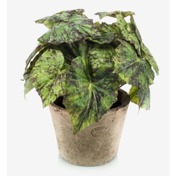 Begonia rex finta MEIRA in vaso di terracotta, folto, verde-nero, 25cm