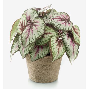 Begonia rex finta MEIRA in vaso di terracotta, folto, verde-rosa, 25cm