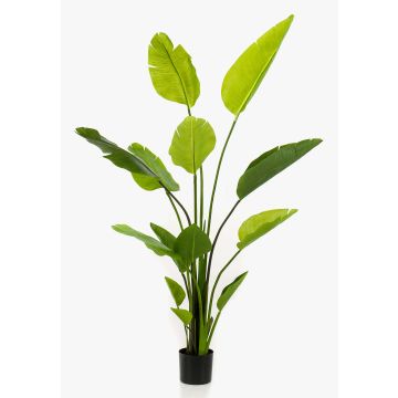 Strelitzia finta BEDAR, verde, 150cm