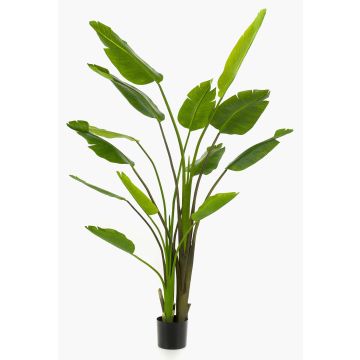 Strelitzia finta BEDAR, verde, 180cm
