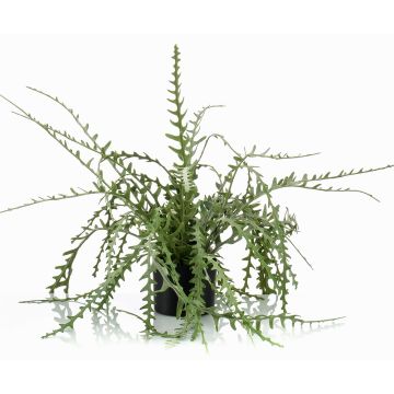 Cactus corallo artificiale BERJA, verde, 50cm Cactus corallo artificiale BERJA, verde, 50cm