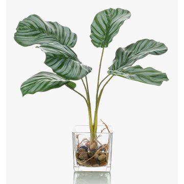 Calathea Orbifolia artificiale AGINA in vaso di vetro, verde-bianco, 35cm