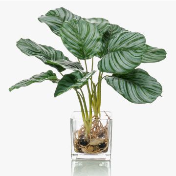 Calathea Orbifolia artificiale AGINA in vaso di vetro, verde-bianco, 40cm