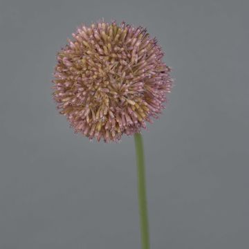 Allium artificiale NATASHA, viola, 65cm, Ø10cm
