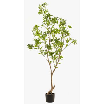 Albero artificiale pianta del tè GUSHON, tronco artificiale, verde, 185cm