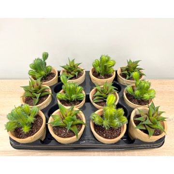 Composizione artificiale di piante grasse GLAVEN in vaso terracotta, 12 pezzi, verde Composizione artificiale di piante grasse GLAVEN in vaso terracotta, 12 pezzi, verde