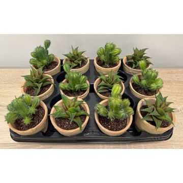 Composizione artificiale di piante grasse GLAVEN in vaso terracotta, 12 pezzi, verde Composizione artificiale di piante grasse GLAVEN in vaso terracotta, 12 pezzi, verde