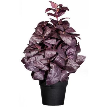 Erba artificiale basilico WONDYR in vaso decorativo, rosso bordeaux, 30 cm Erba artificiale basilico WONDYR in vaso decorativo, rosso bordeaux, 30 cm