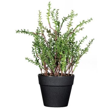 Erba decorativa timo DURNAS in vaso decorativo, verde, 24 cm Erba decorativa timo DURNAS in vaso decorativo, verde, 24 cm