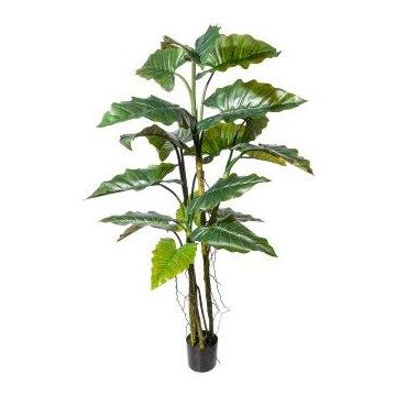 Pianta artificiale Colocasia KLARHEN, radici, tronco artificiale, verde, 180 cm