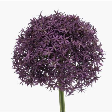 Allium artificiale PRAXEN, viola scuro, 90 cm