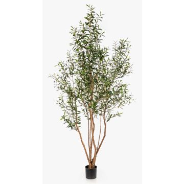 Olivo artificiale JALO con frutti, tronco vero, verde, 220 cm