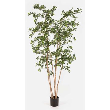 Albero artificiale Bucida Buceras LEANDRI, tronco naturale, verde, 210 cm