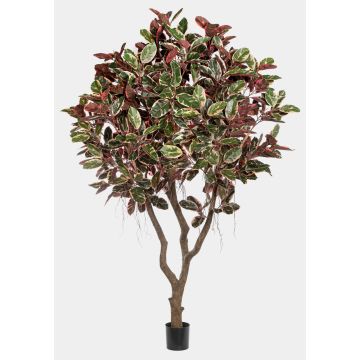 Pianta artificiale ficus elastica THIM, tronco artificiale, rosso-bianco-verde, 295 cm