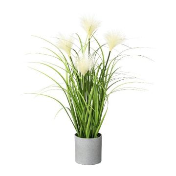 Erba decorativa Pampas VILMO in vaso decorativo, pannocchie, crema, 50 cm