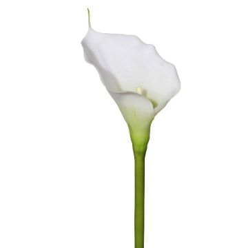 Fiore artificiale Calla GOLMA, bianco, 70 cm