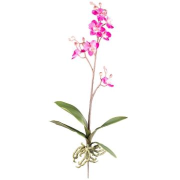 Orchidea artificiale Phalaenopsis MALZA, stelo, radici, cerise, 55 cm